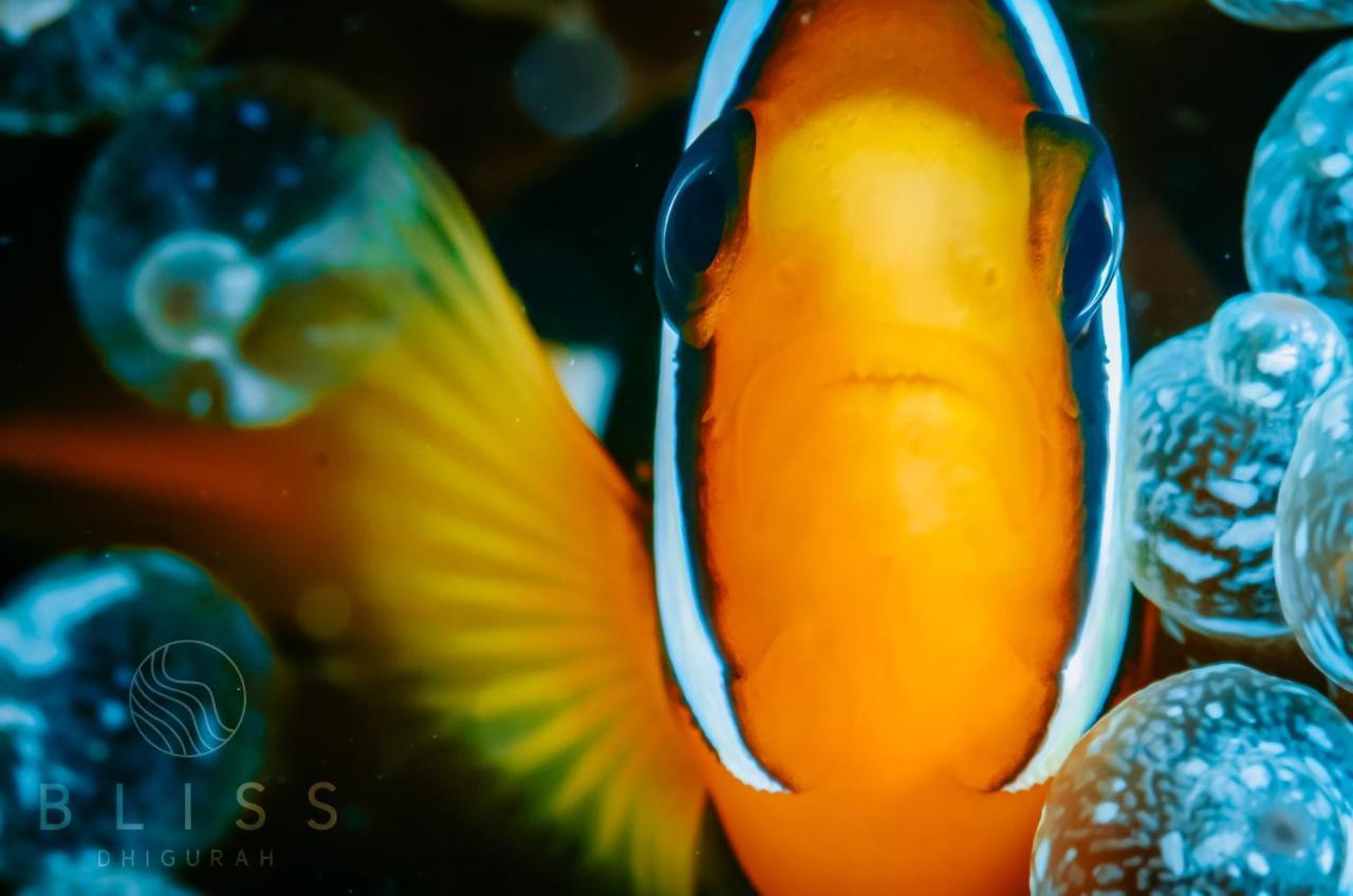 Bliss Dhigurah 호텔 디구라 외부 사진
